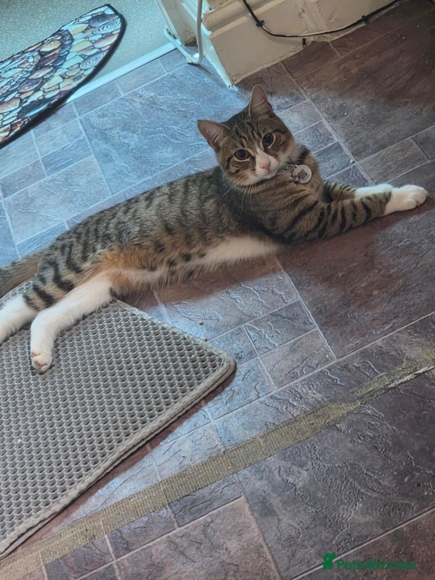 Mixed Breed cats for sale: 2, 7 month domestic short hairs - Advert 9