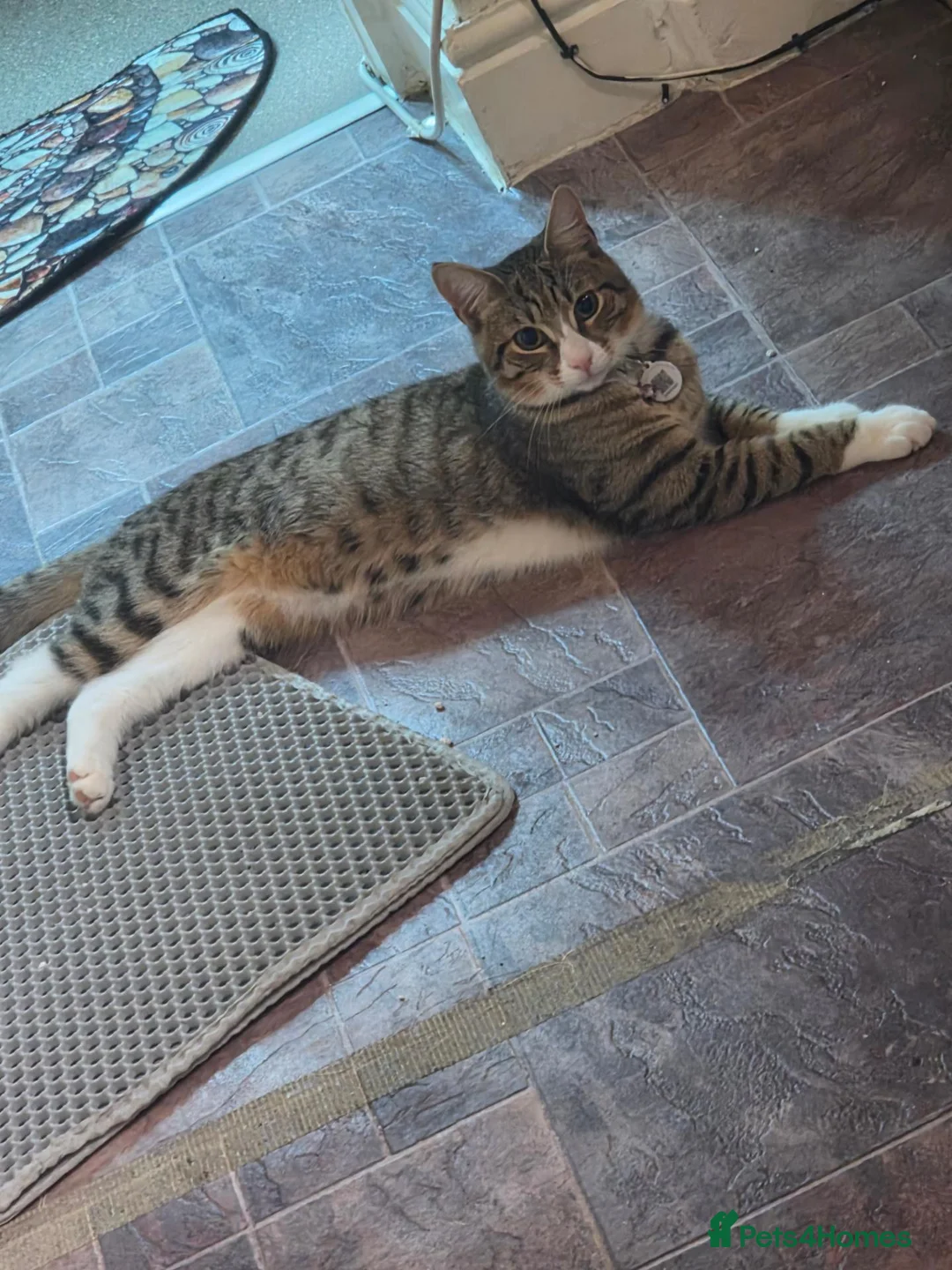 Mixed Breed cats for sale: 2, 7 month domestic short hairs - Advert 1