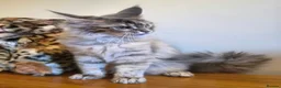 Maine Coon cats for sale: 😻 Blue Tabby Maine Coon XXL Russian Line Female  - Advert 22