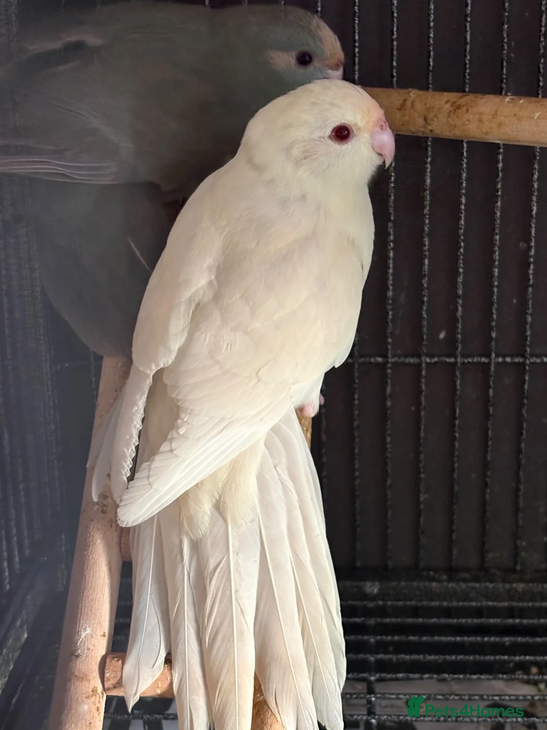 Parakeets birds for sale: Kakarikis ready for homes !!   - Advert 2
