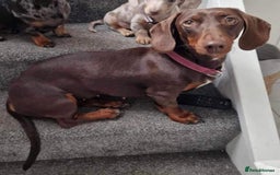 Mixed Breed dogs for sale: Duschund/ Chowchow mix breed  - Image 6