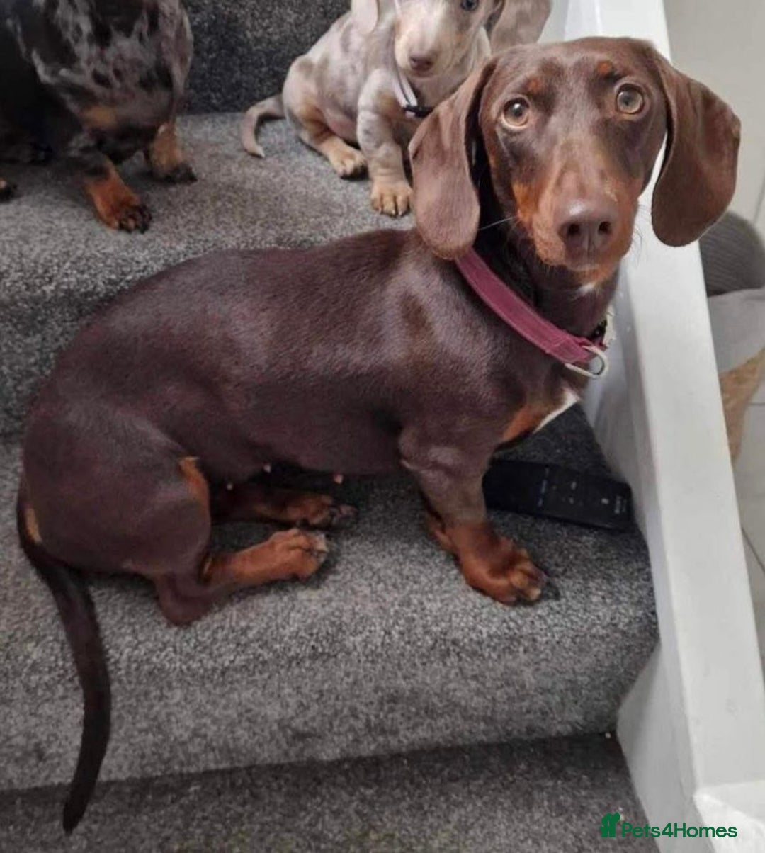 Mixed Breed dogs for sale: Duschund/ Chowchow mix breed  - Image 6