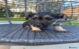 Mixed Breed dogs for sale: SNACKS - JACK RUSSELL x MINIATURE SCHNAUZER - Image 3