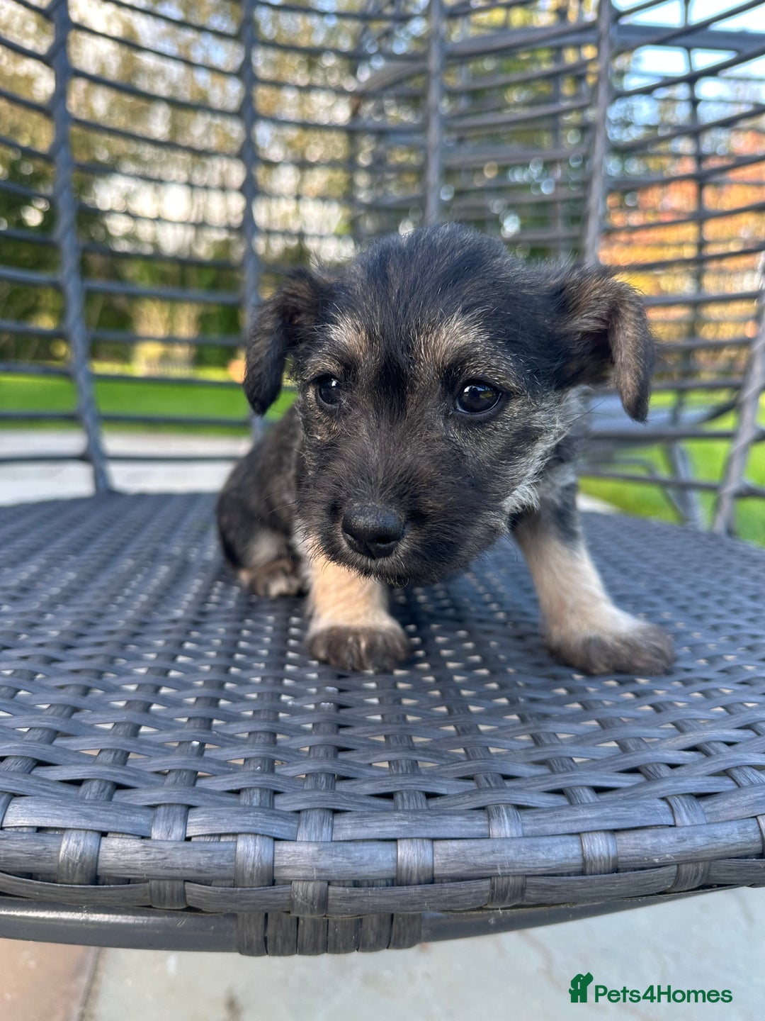 Mixed Breed dogs for sale: SNACKS - JACK RUSSELL x MINIATURE SCHNAUZER - Image 3