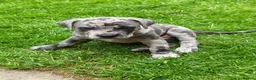 Mixed Breed dogs for sale: Cane Corso x Performance Mastiff  - Advert 11