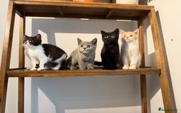 British Shorthair cats for sale: Top quality GCCF reg BSH grand champion lines - Image 27