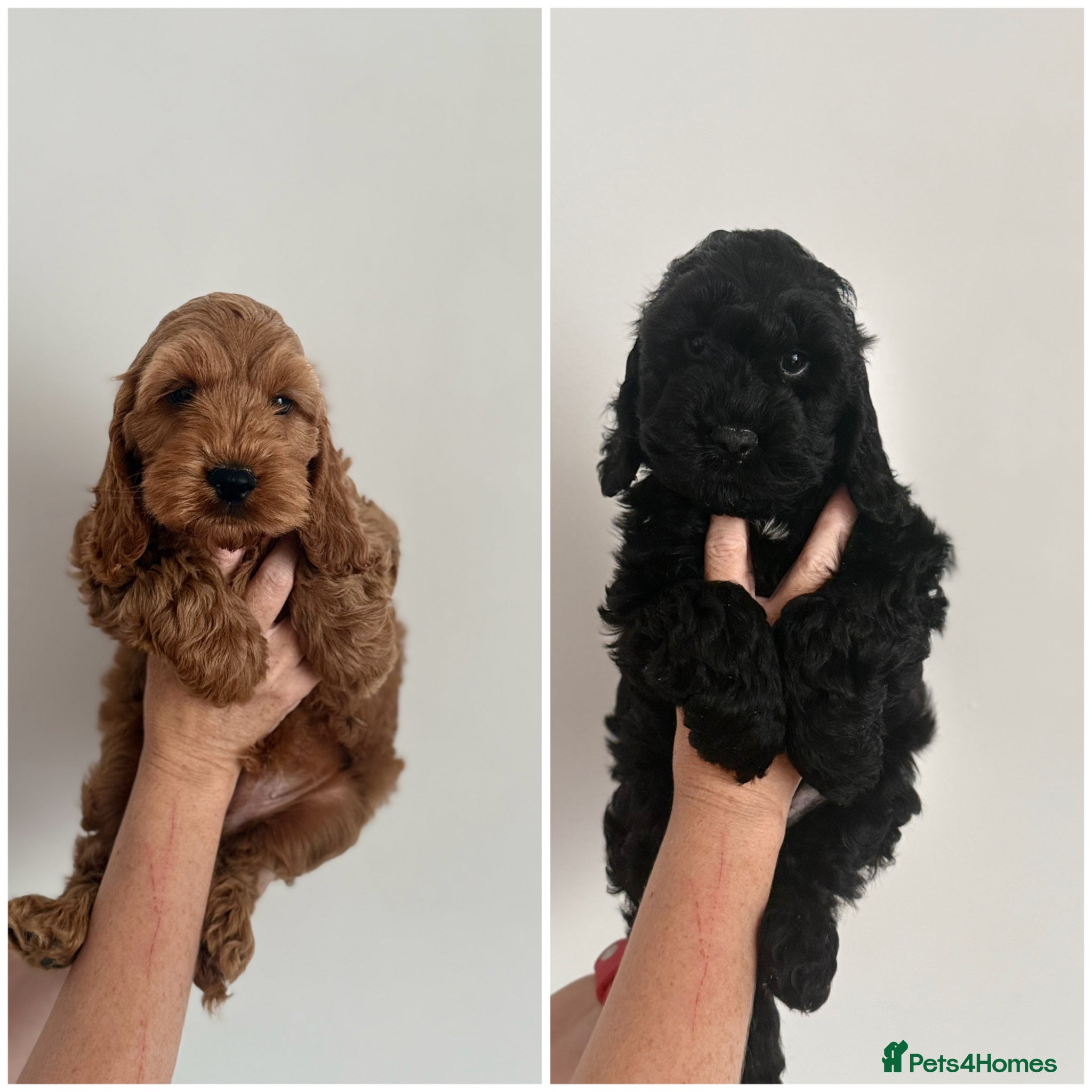 Cockapoo dogs F1 cockapoo puppies ‼️PRICE DROP‼️ - Advert 3