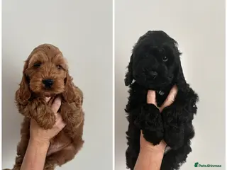 Cockapoo dogs F1 cockapoo puppies ‼️PRICE DROP‼️ - Advert 3