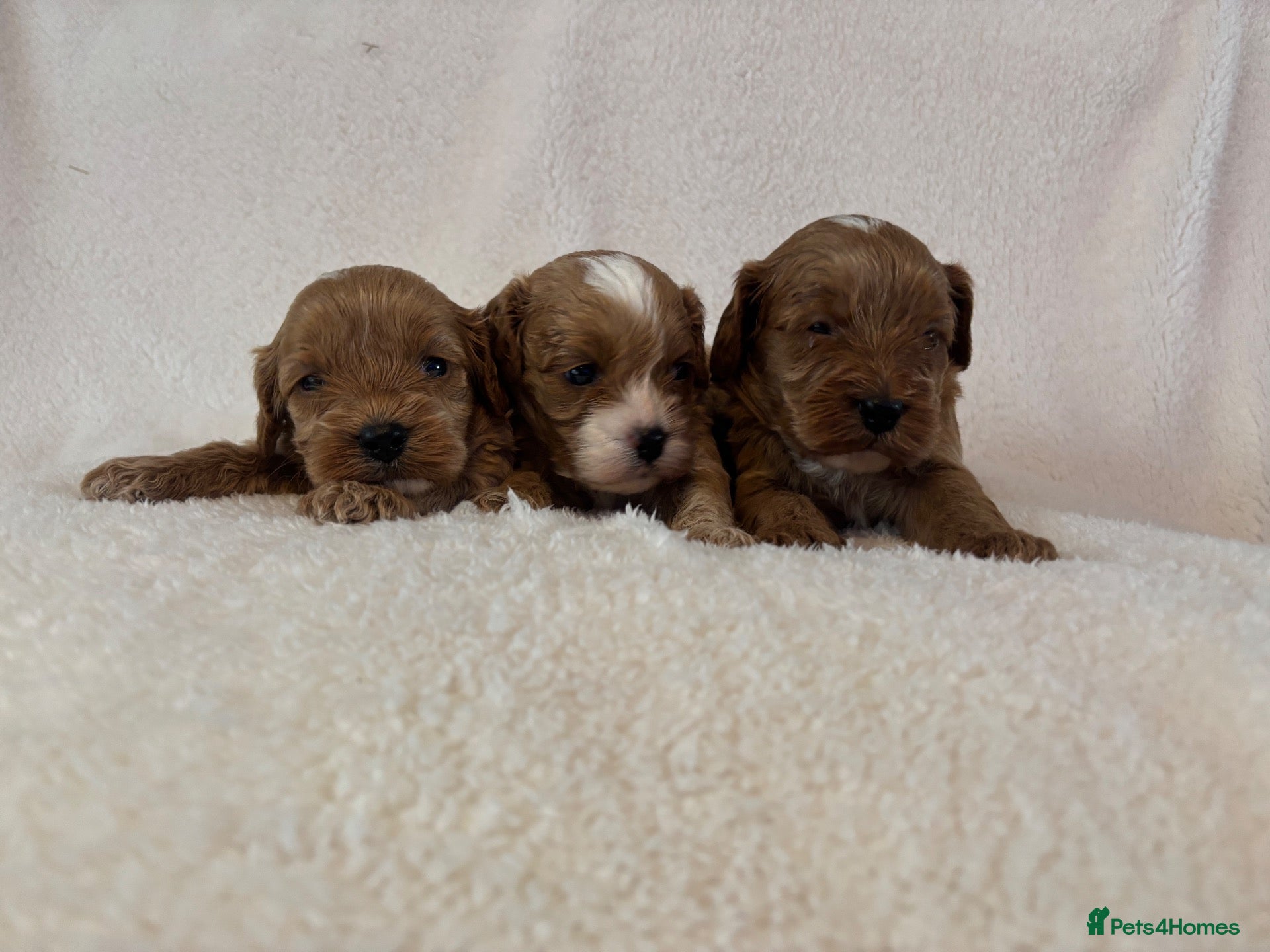 Cavapoo dogs Beautiful F1 Toy Cavapoo Puppies  - Advert 1
