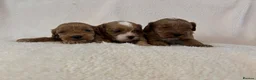 Cavapoo dogs for sale: Beautiful F1 Toy Cavapoo Puppies  in Grays - Advert 1