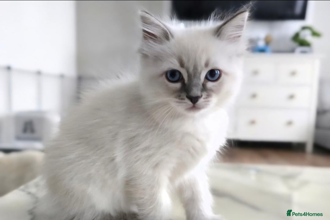 Ragdoll cats 🤍 Pure Ragdoll Kittens Ready Now - Advert 1