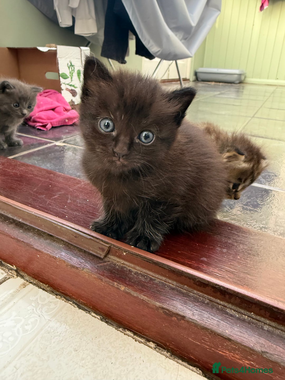 Ragdoll cats for sale: Ragdoll (cross) Kitten For Sale in Grantham - Image 16