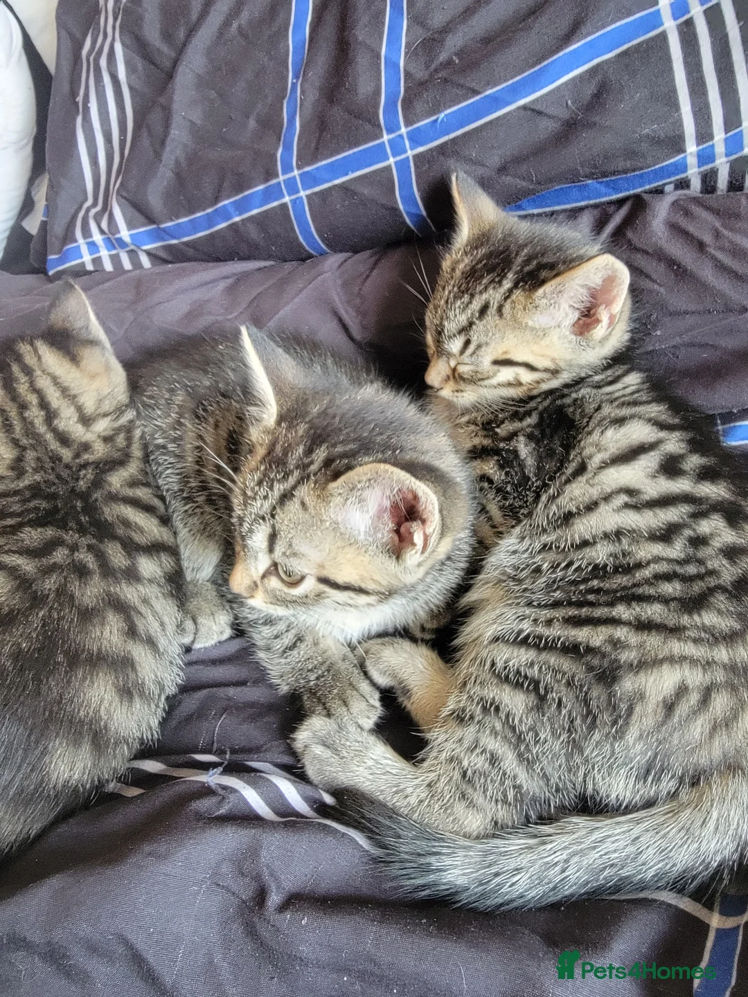 Mixed Breed cats for sale: Kittens ready now - Advert 1