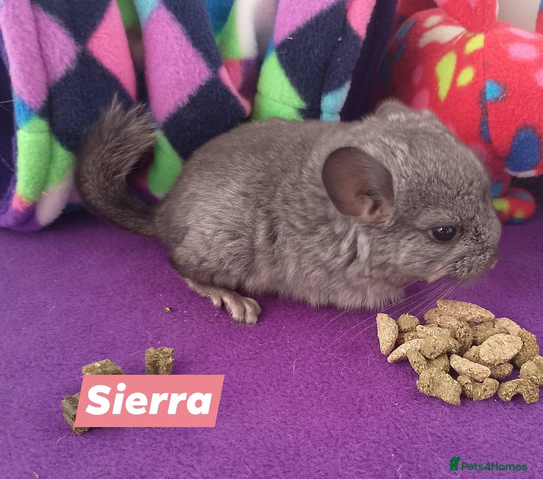 Chinchilla rodents for sale: Baby Royal Persian Angora (RPA /RPAc) Chinchillas - Image 6