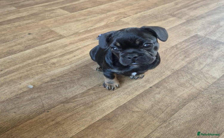 French Bulldog dogs - Advert 16