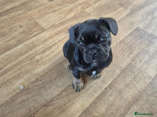 French Bulldog dogs - Advert 37