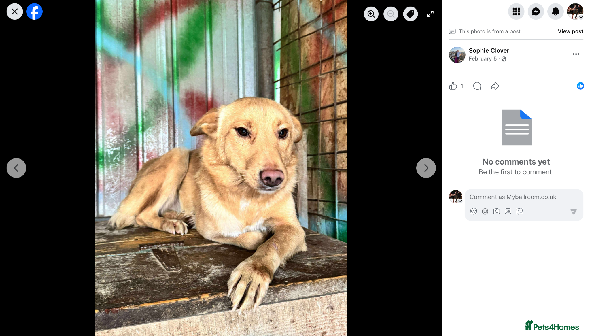 Mixed Breed dogs Figgy - Advert 12