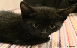 Mixed Breed cats for sale: 5 beautiful kittens for sale - Image 11