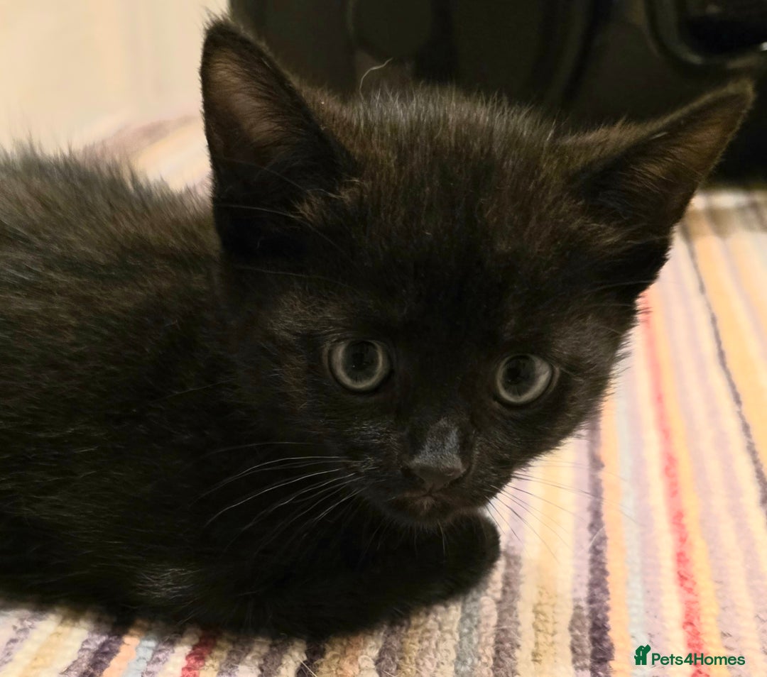 Mixed Breed cats for sale: 5 beautiful kittens for sale - Image 11