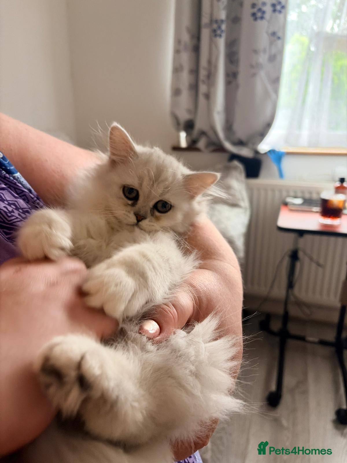 Persian cats Persian Chinchilla Kittens READY for Loving Homes - Advert 2