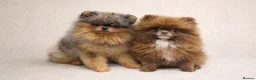 Pomeranian dogs for sale: TEDDY FACED POMERANIAN GIRL  - Advert 2