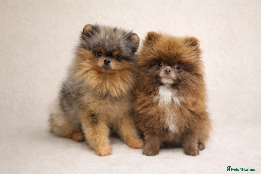 Pomeranian dogs for sale: TEDDY FACED POMERANIAN GIRL  - Advert 2