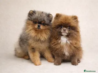 Pomeranian dogs TEDDY FACED POMERANIAN GIRL - Advert 2