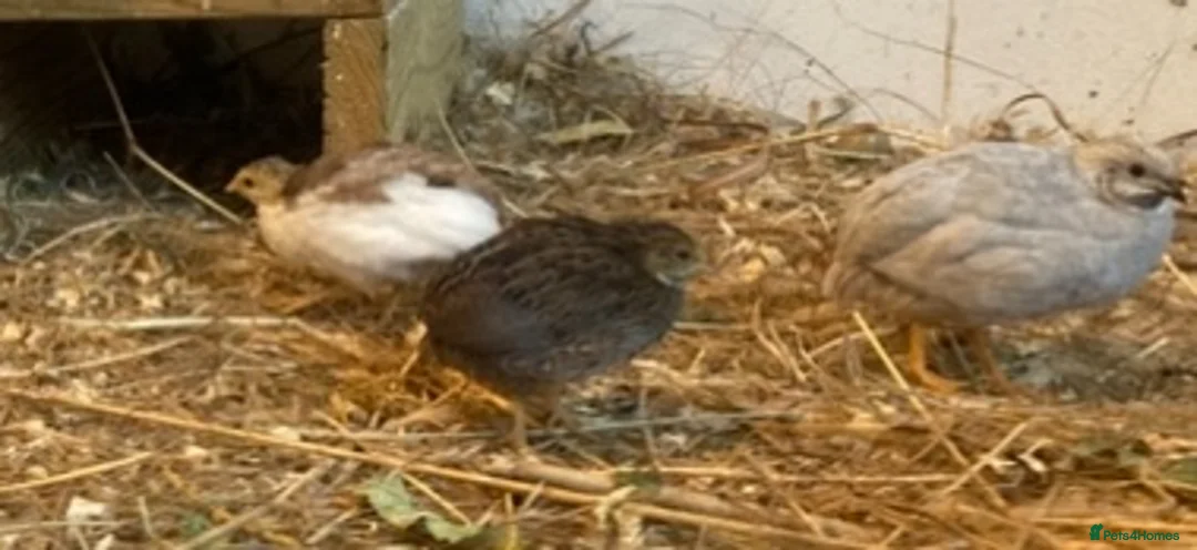 Finches birds for sale: Zebra finch, chestnut breasted manakin , CPQ quail - Advert 2