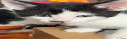 Mixed Breed cats for sale: Adorable playful kittens  - Advert 5
