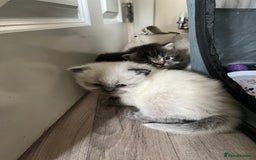 Perdoll cats for sale: Perdolls x2  - Image 5