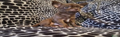 Chihuahua Puppy 2