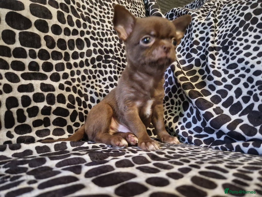 Chihuahua dogs for sale: 4 male chihuahuas - Advert 6