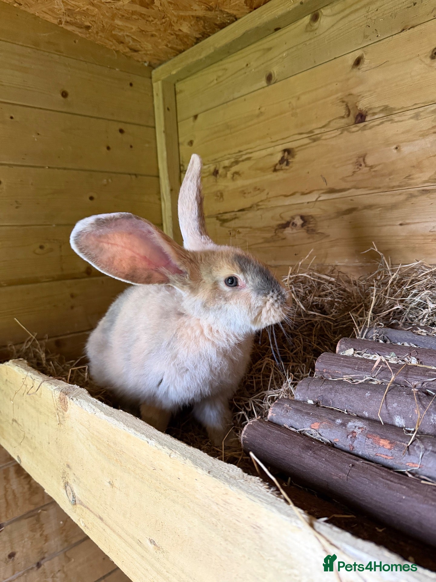 Continental Giant rabbits for sale: Continental giant rabbit - Advert 18