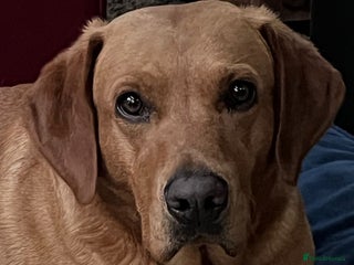 Labrador Retriever dogs Beautiful fox red puppies - Advert 1