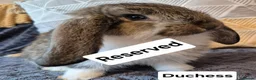French Lop rabbits for sale: Beautiful Socialised French Lops - Advert 4