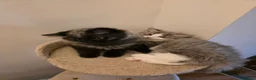 Mixed Breed cats for sale: British longhair mix kittens 2 boys in High Wycombe - Advert 4