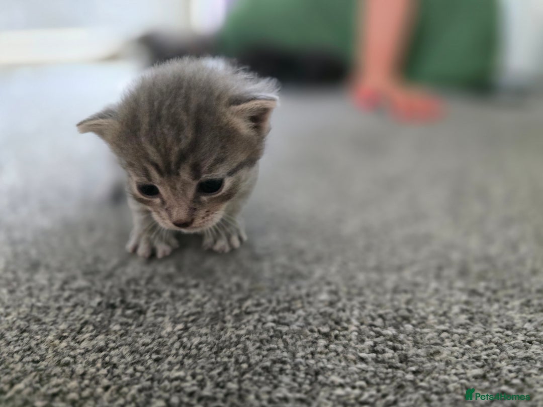 British Longhair cats for sale: 5 beautiful fluffy kittens – 4 girls, 1 boy - Image 10