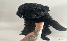 Mixed Breed dogs for sale: Double doodle (Cockapoo cross mini labradoodle) - Image 3