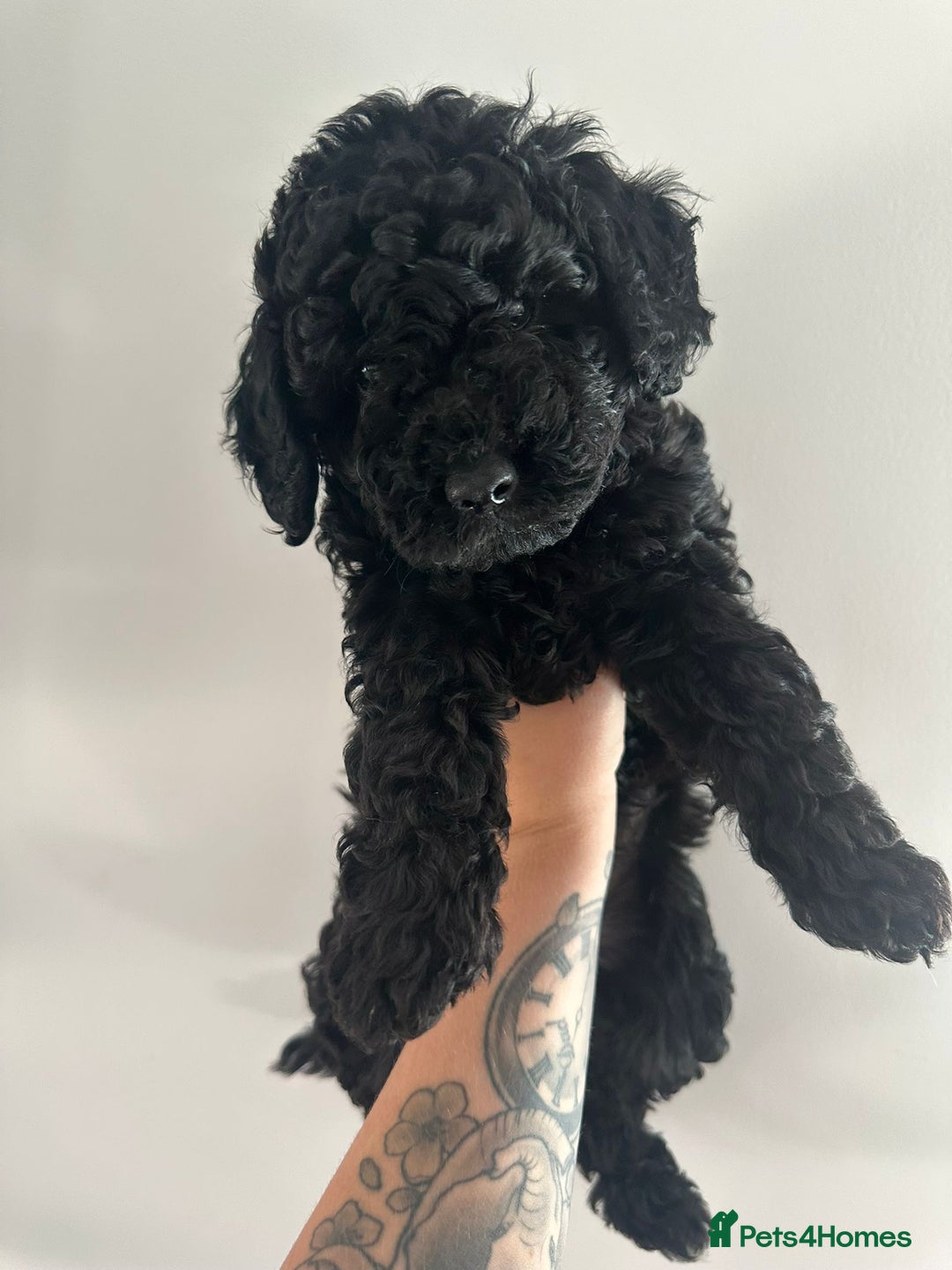Mixed Breed dogs for sale: Double doodle (Cockapoo cross mini labradoodle) - Image 3
