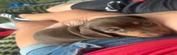 Miniature Dachshund dogs for sale: KC Reg Mini Dachshund Puppies - Advert 10