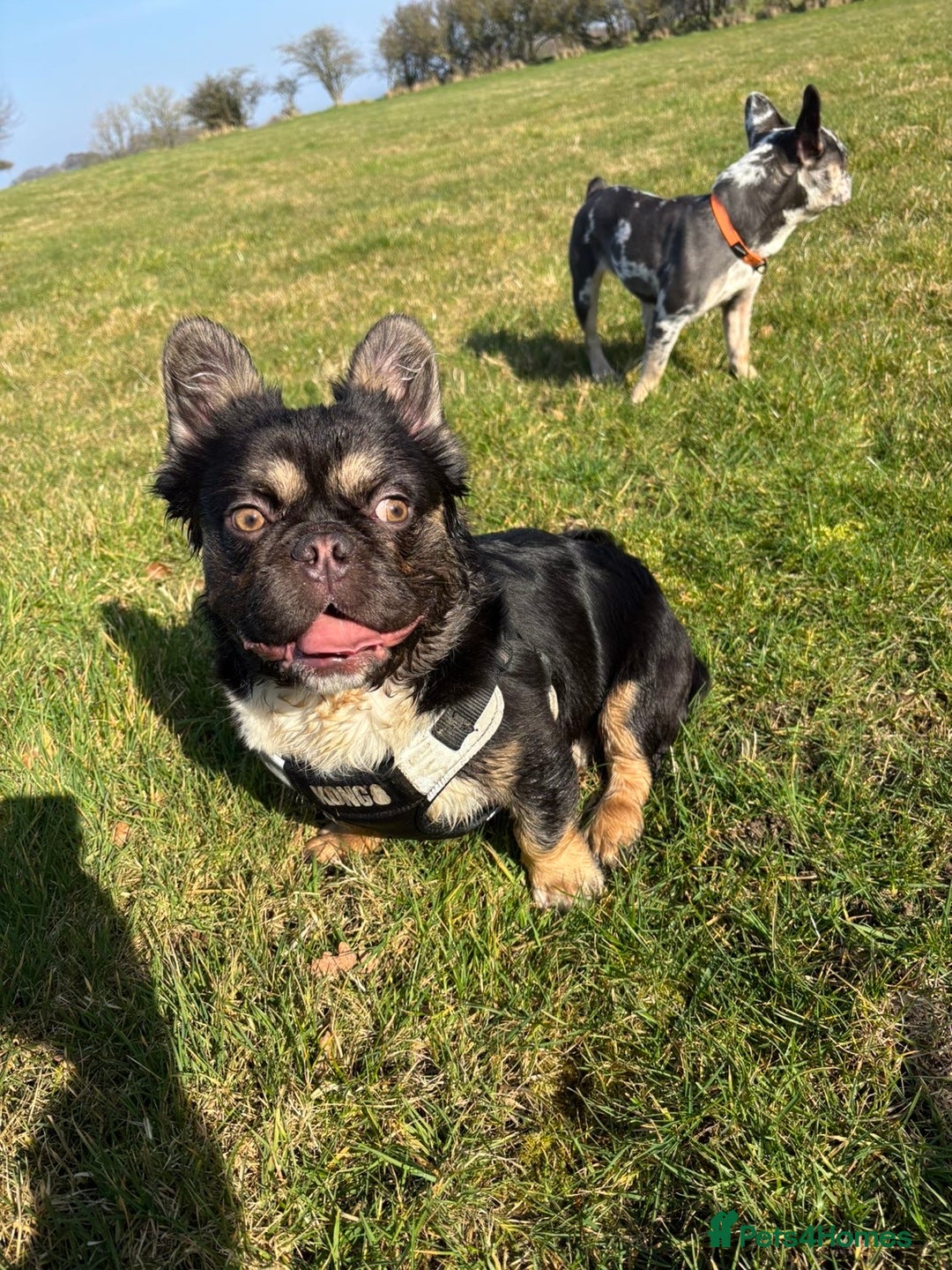 French Bulldog dogs for sale: Fluffy frenchi  - Advert 12