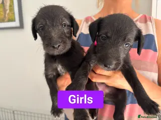 Mixed Breed dogs Beautiful Bedlington Whippet Puppies For Sale - Advert 5