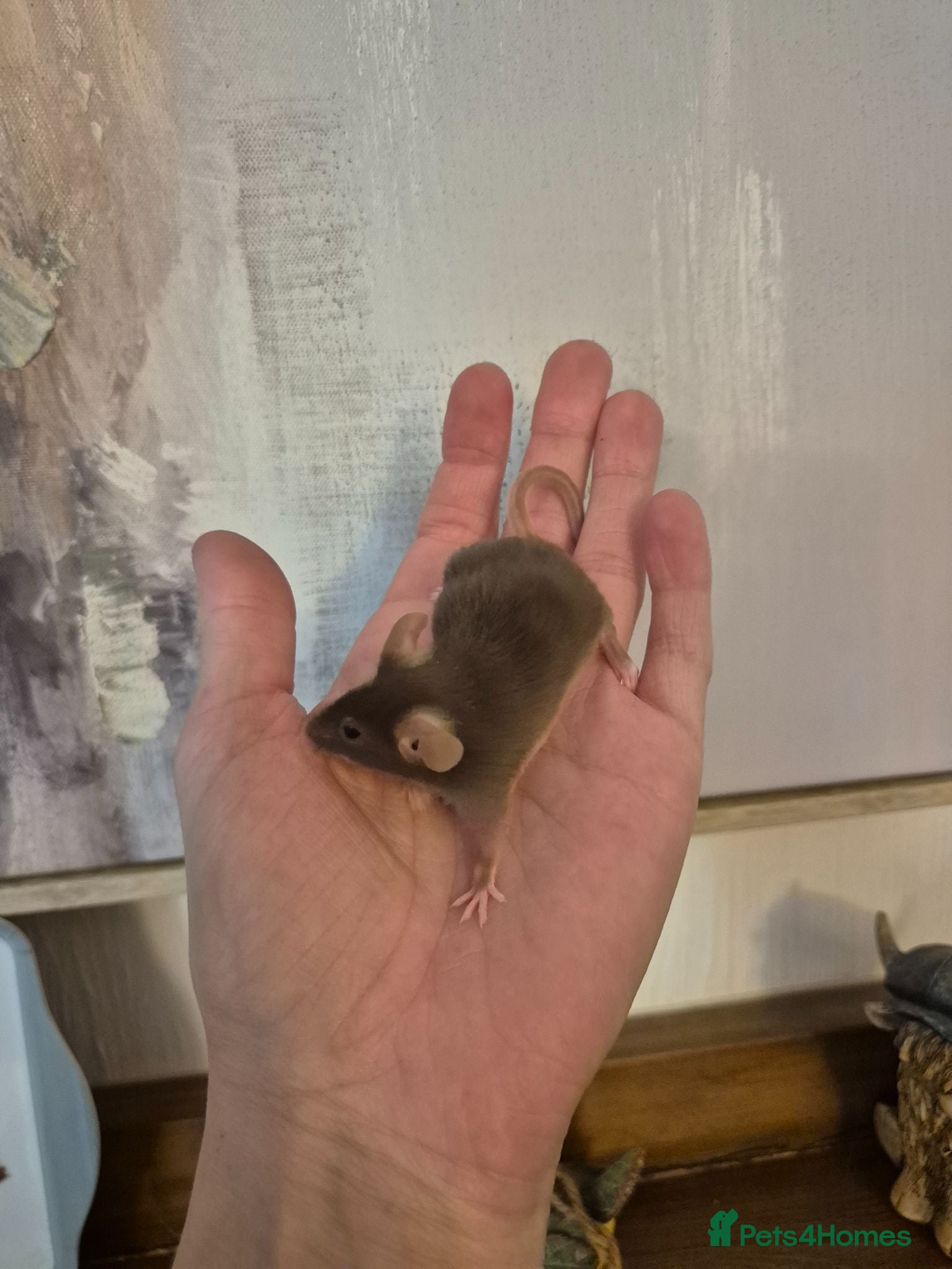 Mouse rodents 5 week Last male mouse - Advert 8