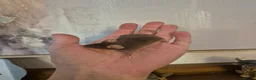 Mouse rodents for sale: 5 week Last male mouse - Advert 1
