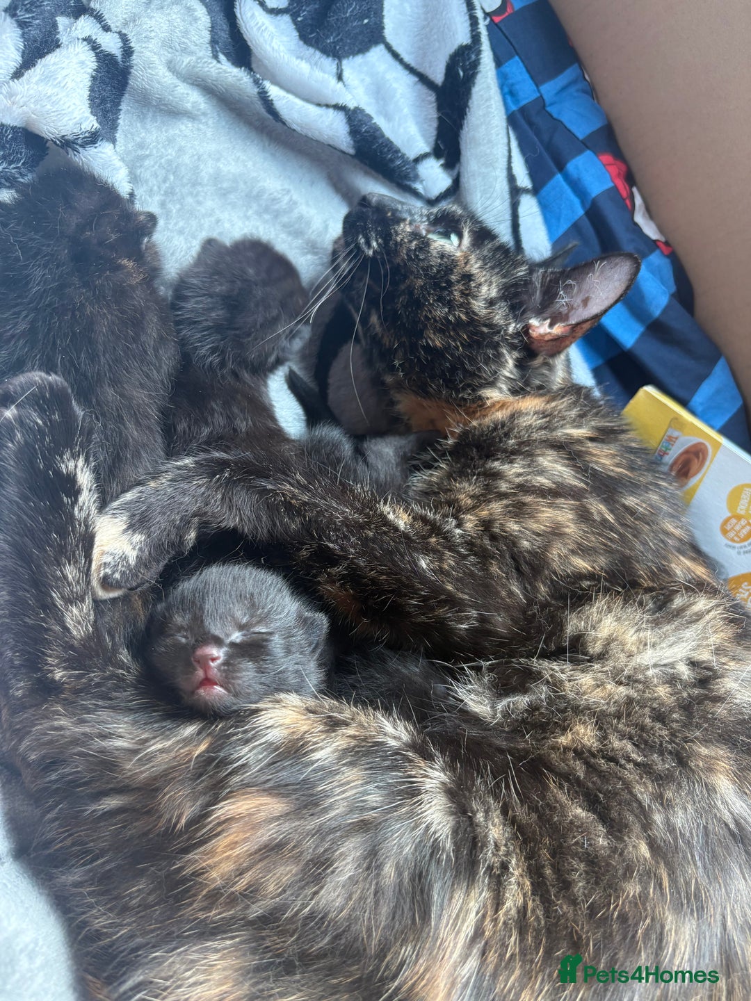 Mixed Breed cats for sale: Kittens for sale 1 left  in Glasgow - Image 5