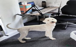 Standard Poodle dogs for sale: 9-month cream standard poodle for sale - Image 2
