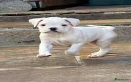 Boxer dogs for sale: Quality Boxer Puppies - Image 22