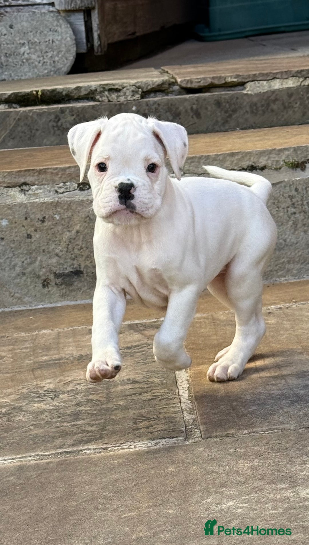 Boxer dogs for sale: Quality Boxer Puppies - Image 22