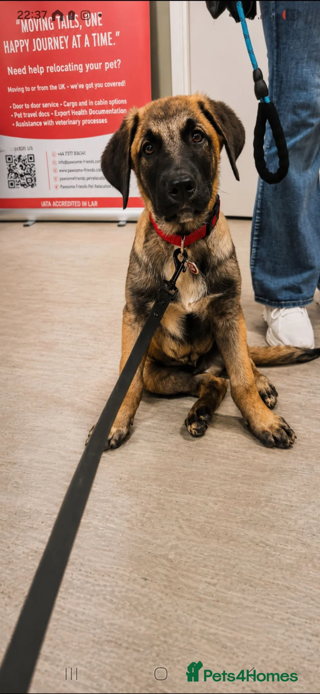 Mixed Breed dogs for sale: Beautiful boy is looking for his forever home - Advert 2