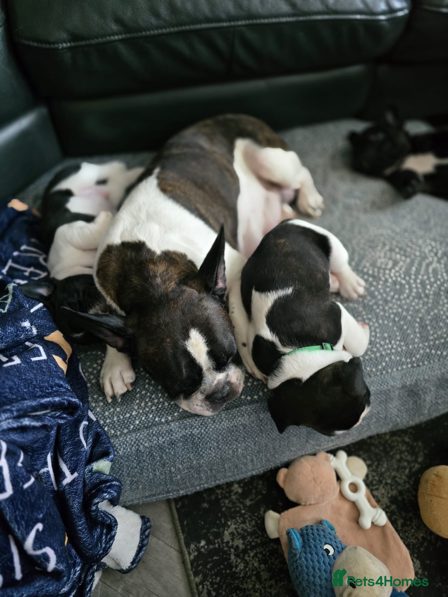 French Bulldog dogs Puppies for sale - Advert 10